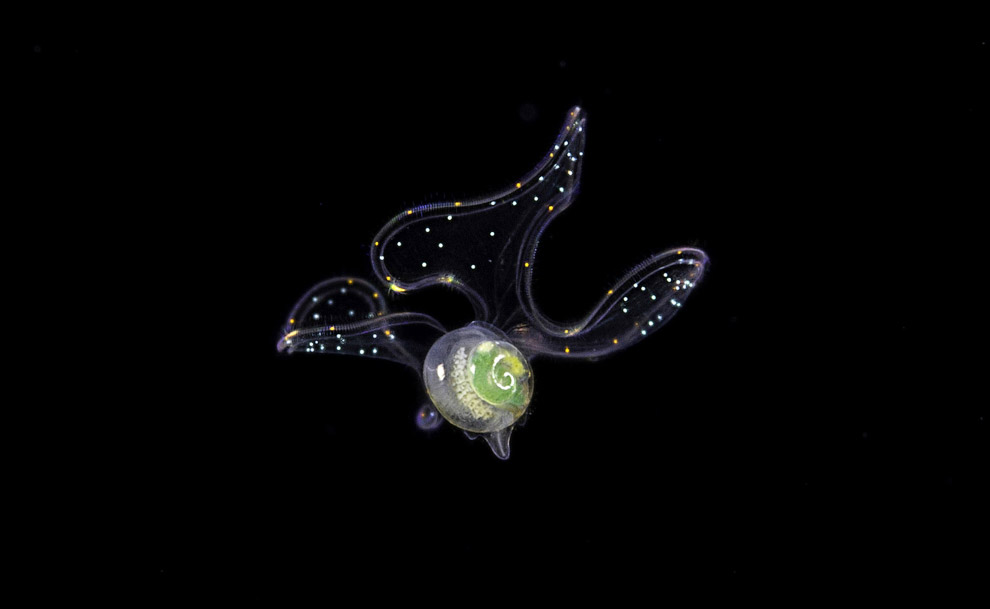 Подводная бабочка в Атлантическом океане
