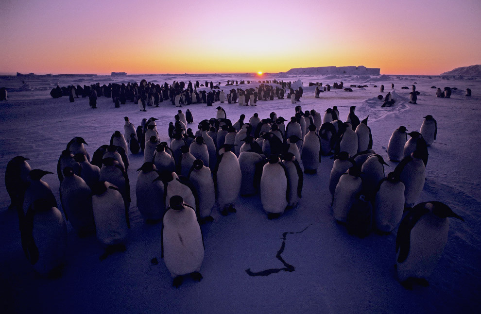 Колония императорских пингвинов
