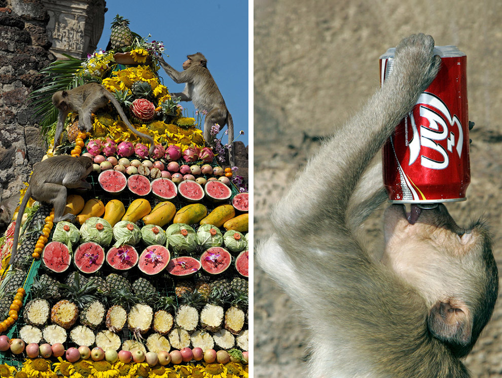 Monkey Buffet Festival: пир для обезьян