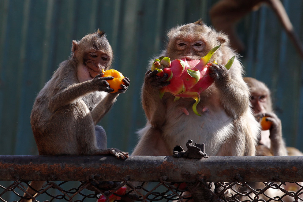Monkey Buffet Festival: пир для обезьян