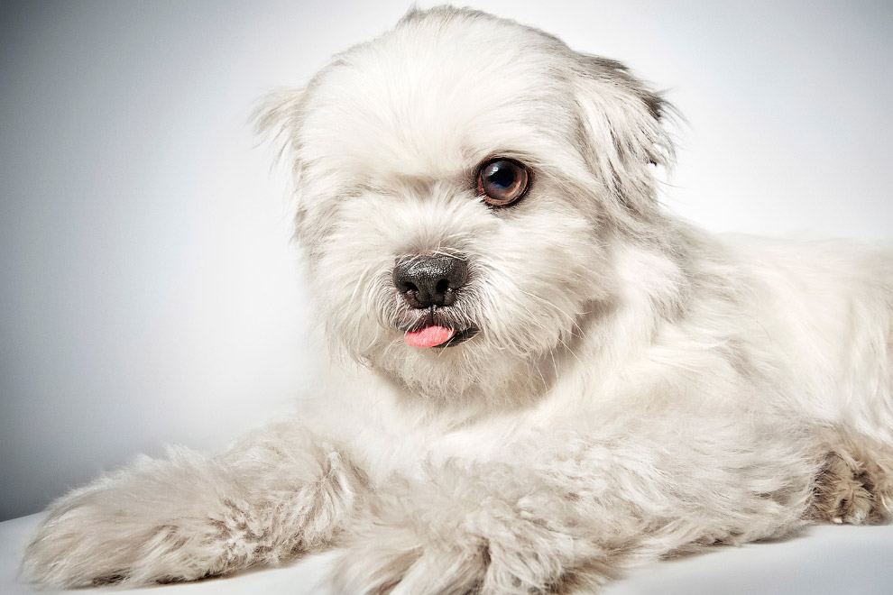 Потрясающие портреты собак