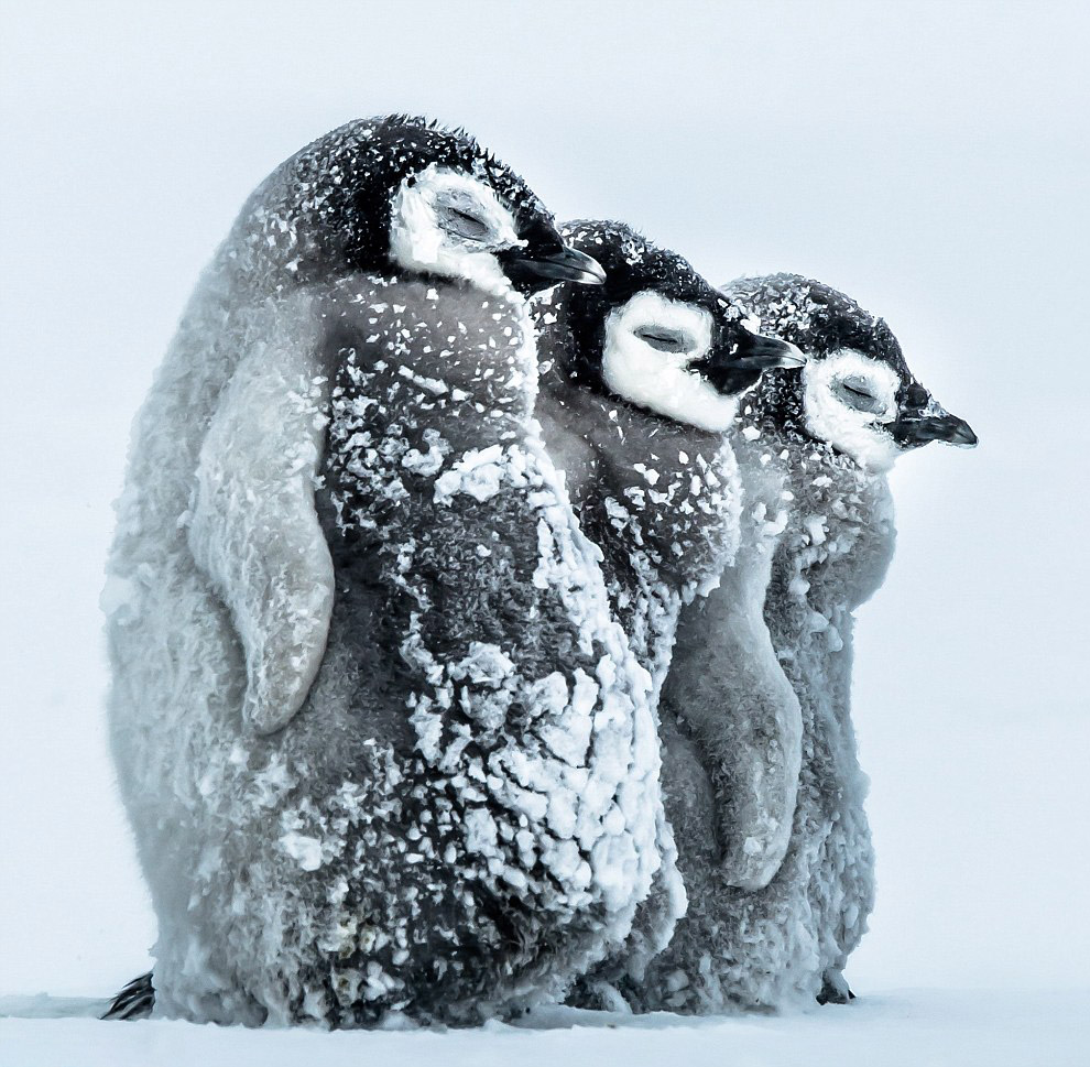 Пингвинята в Антарктиде