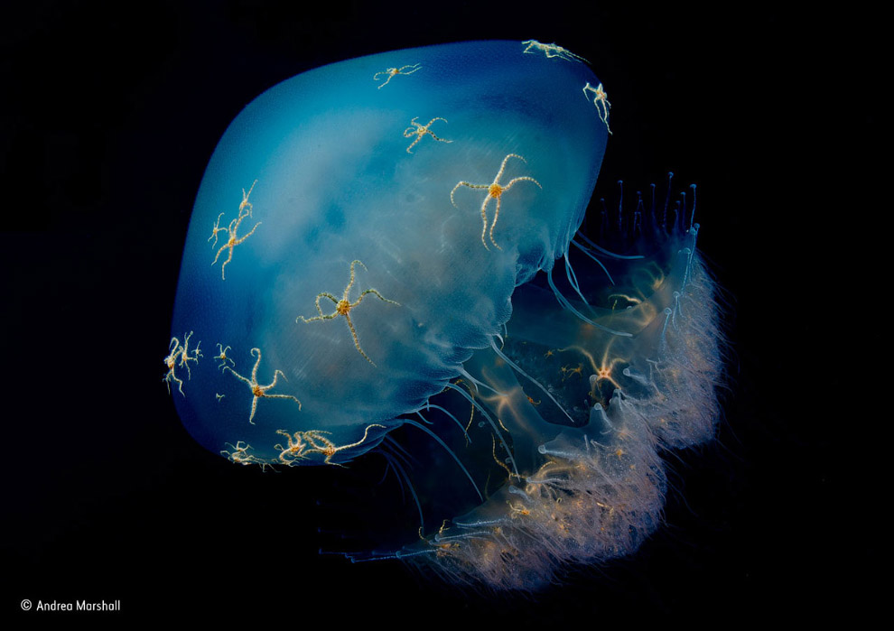 Медуза у берегов Мозамбика