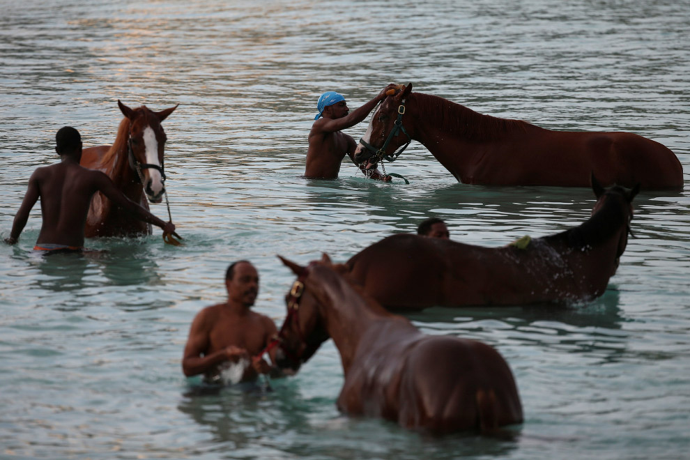 Купание лошадей в Карибском море