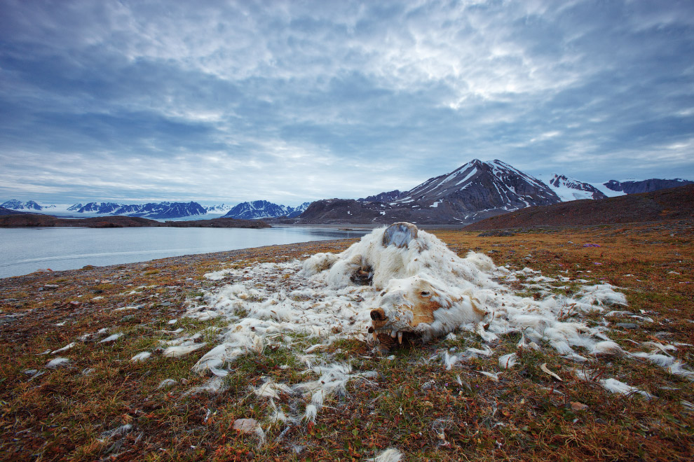 Останки белого медведя на Шпицбергене, Норвегия