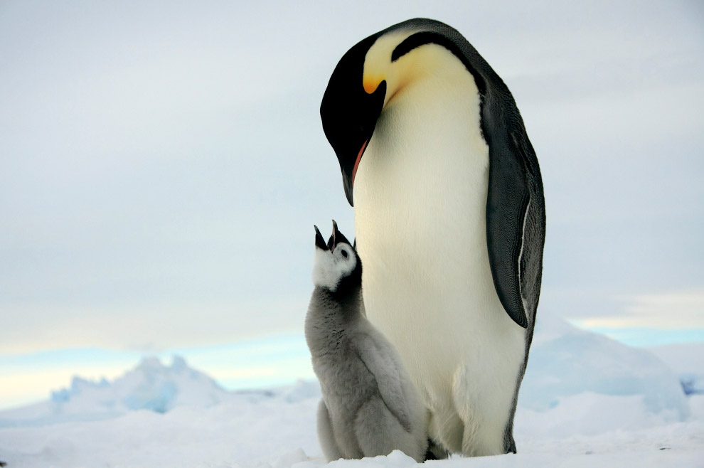 Императорский пингвин и птенец