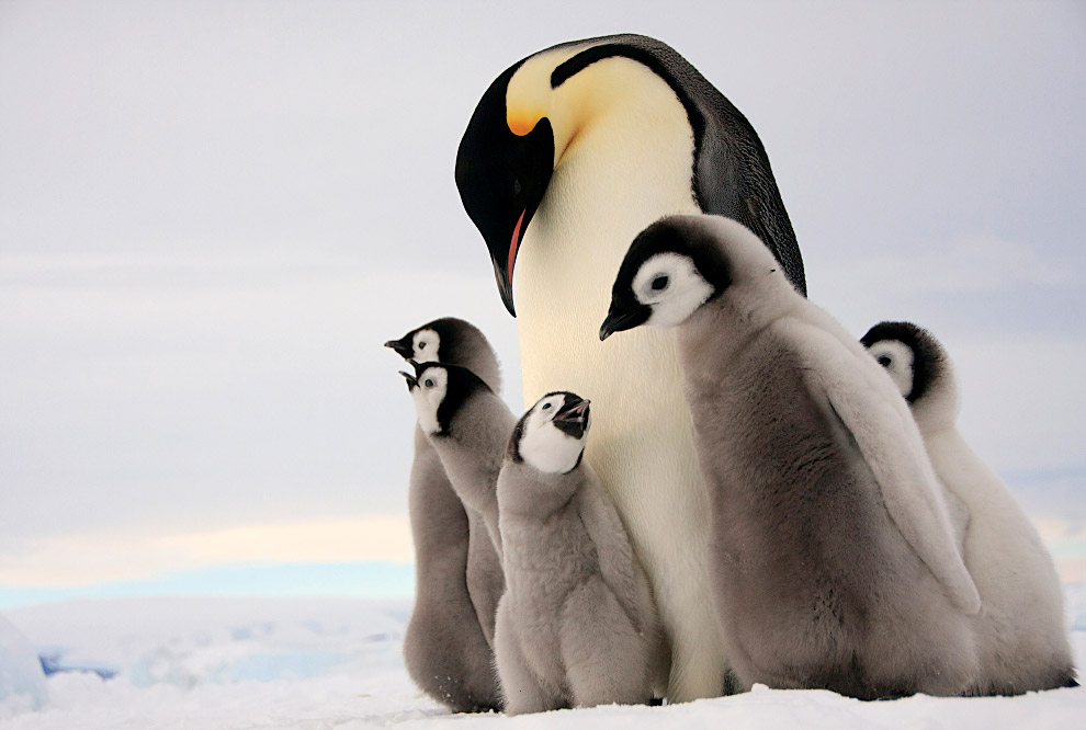 Императорский пингвин