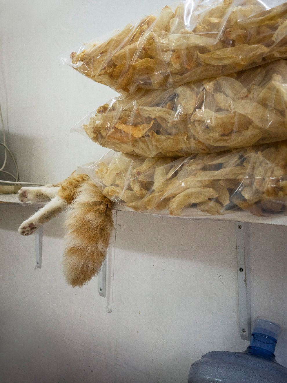 Тайная жизнь домашних животных в магазинах Гонконга