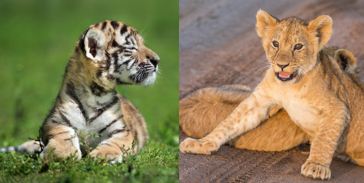 Кто сильнее: лев или тигр?