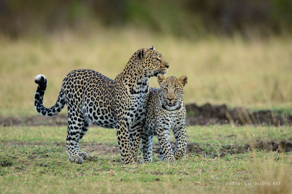 Семья леопардов