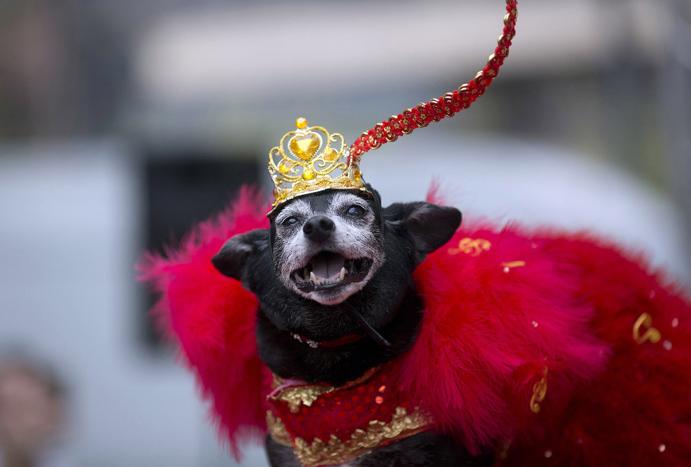 В Рио-де-Жанейро даже собаки носят карнавальные наряды