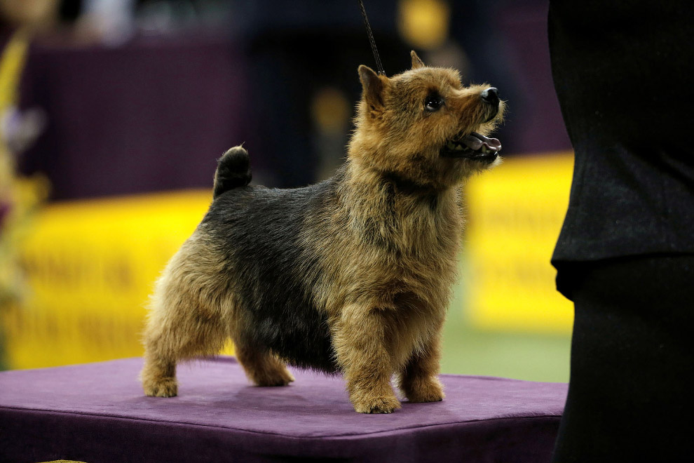 Westminster Kennel Club 2017