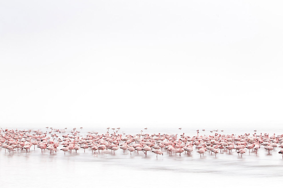 Фламинго в Намибии