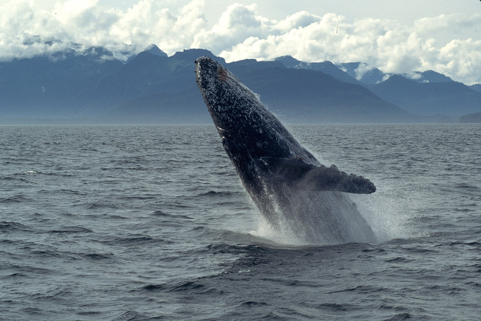 горбатый кит