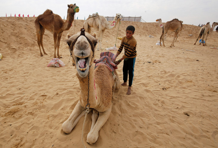 Скачки на верблюдах в Египте | ФОТО НОВОСТИ