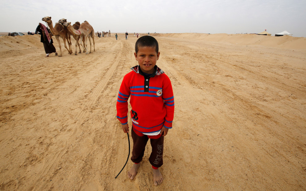 Скачки на верблюдах в Египте