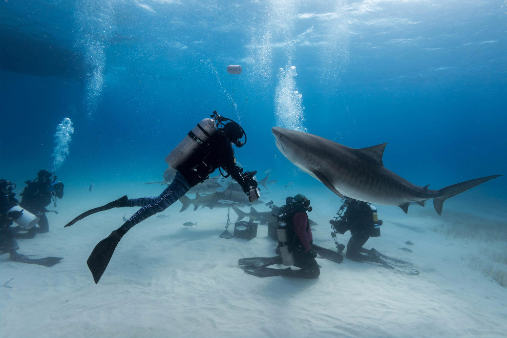Подводная встреча с акулой