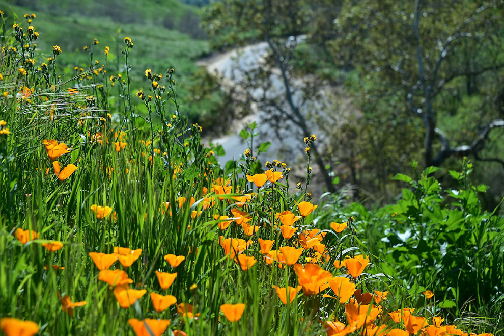 Цветущие поля Калифорнии