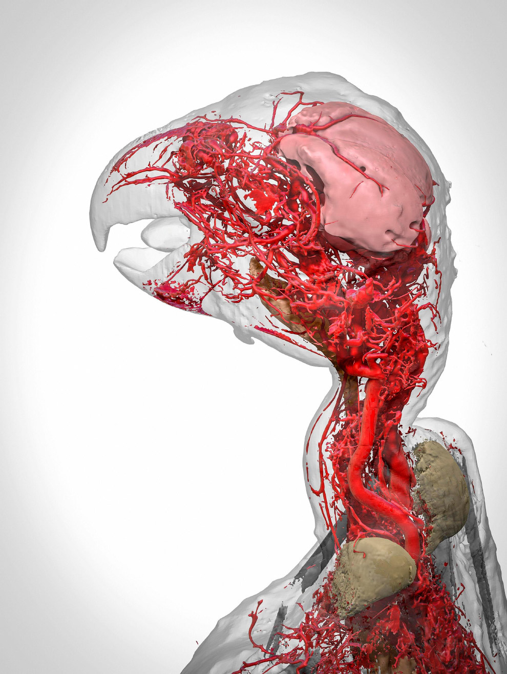 Модель кровеносной системы африканского серого попугая