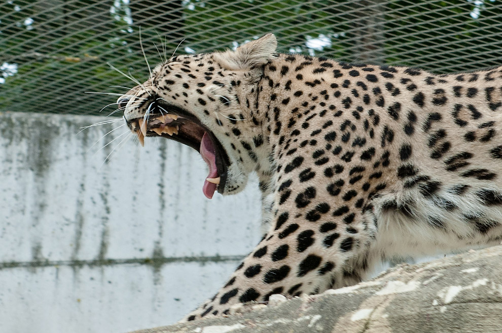 Переднеазиатский леопард (Panthera pardus ciscaucasica)
