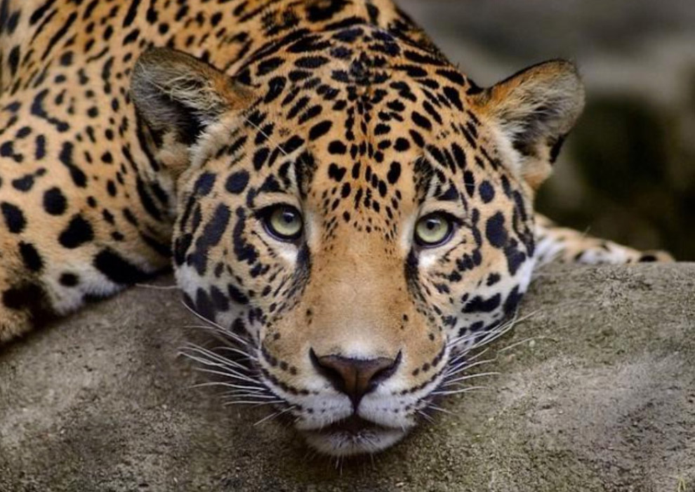 Переднеазиатский леопард (Panthera pardus ciscaucasica)