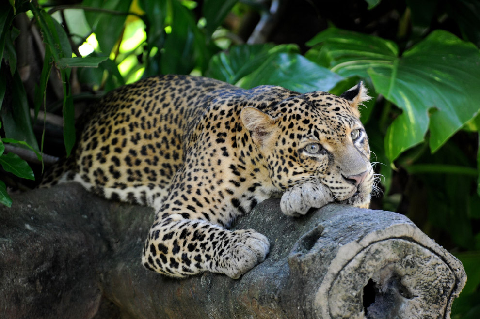 Цейлонский леопард (Panther pardus kotiya)