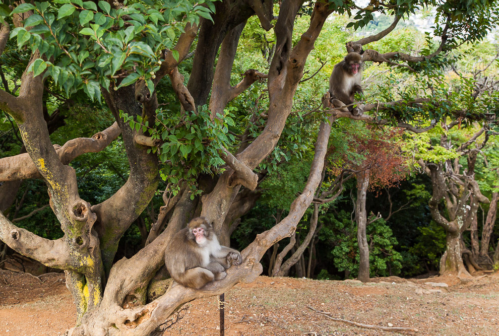 парк обезьян Iwatayama