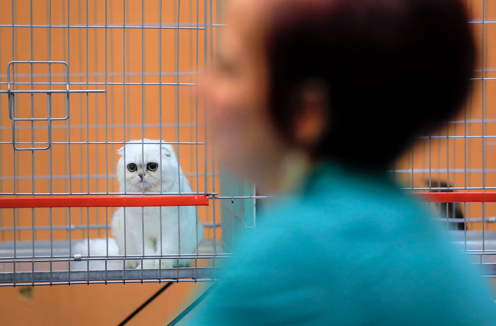 Выставка домашних животных в столице Румынии