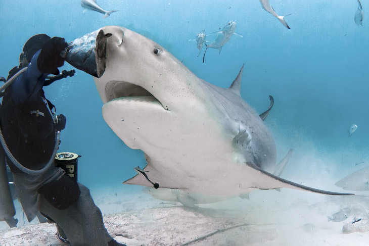 Опасная съемка акул на глубине