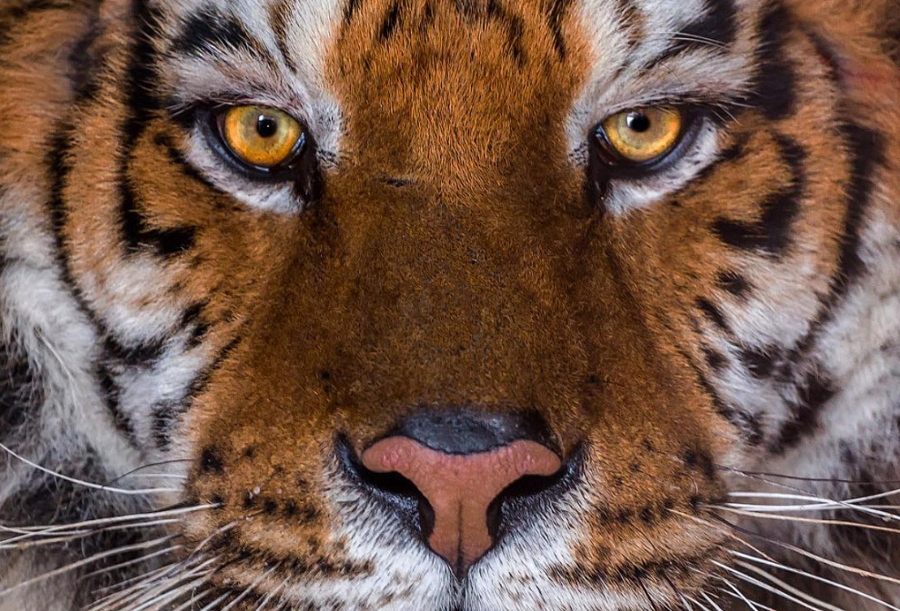уссурийский тигр