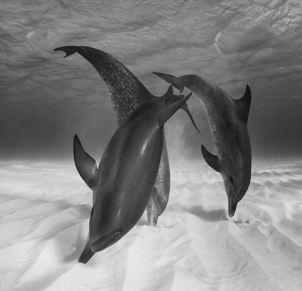 Нидерланды: охотящиеся дельфины