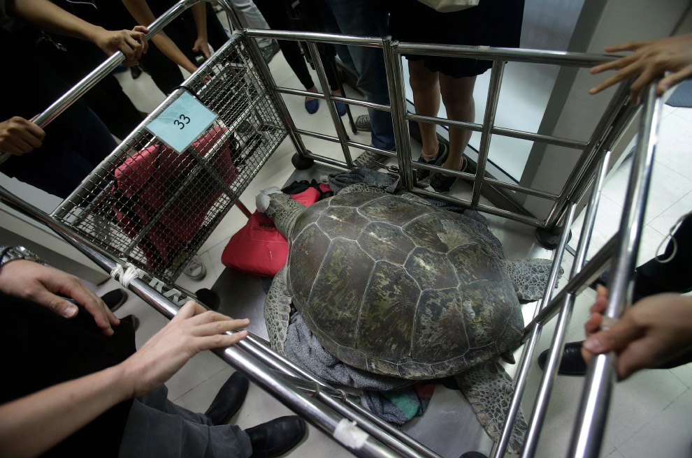 Черепаха «Банк»: врачи извлекли из черепахи 915 монет