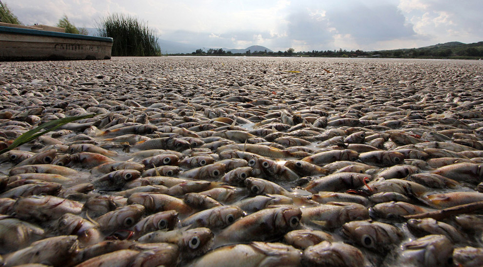 Море мертвой рыбы в Мексиканском заливе, Мексика