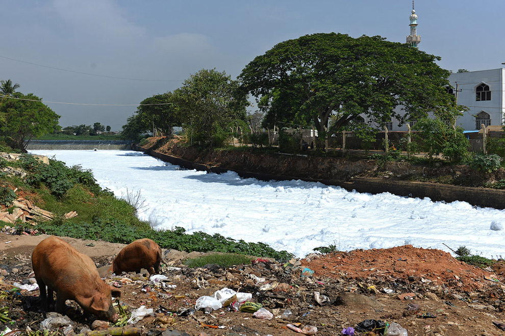 Хрюхи и напрочь загрязненный канал в восточном Бангалоре, Индия