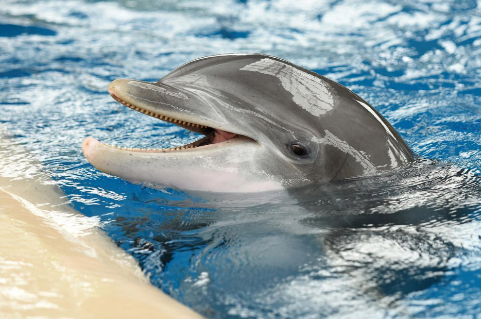 Дельфин. Радость