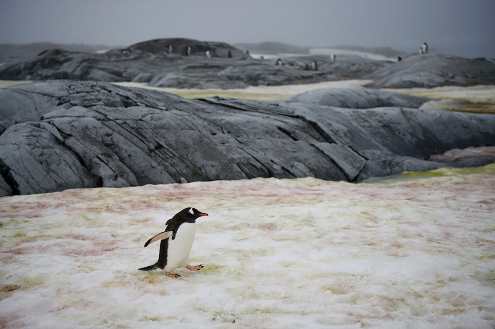 Папуанский пингвин
