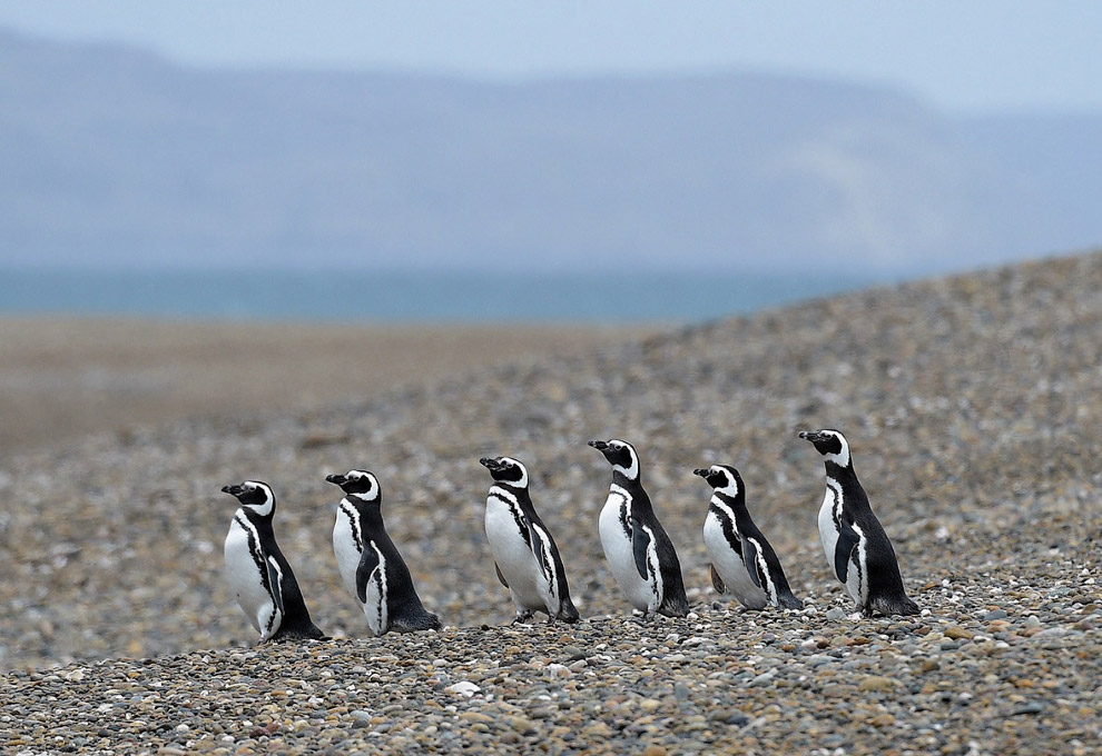 Магеллановы пингвины