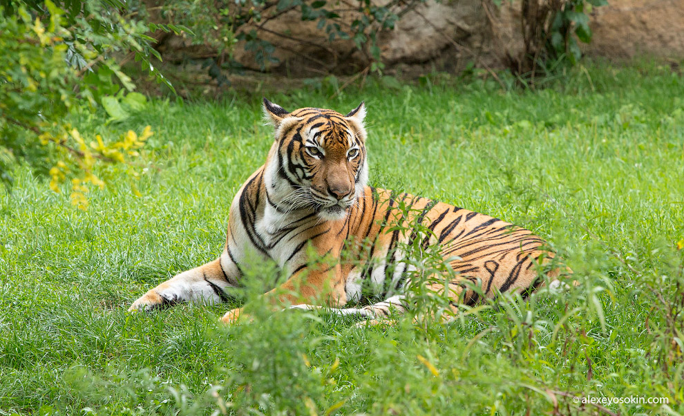 Суматранский тигр (Panthera tigris sumatrae)
