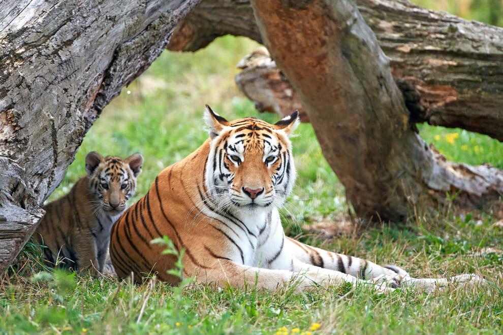 Бенгальский тигр (Panthera tigris tigris)