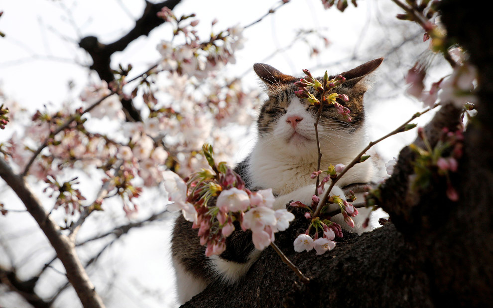 Кошка отдыхает на цветущем вишневом дереве в парке Токио