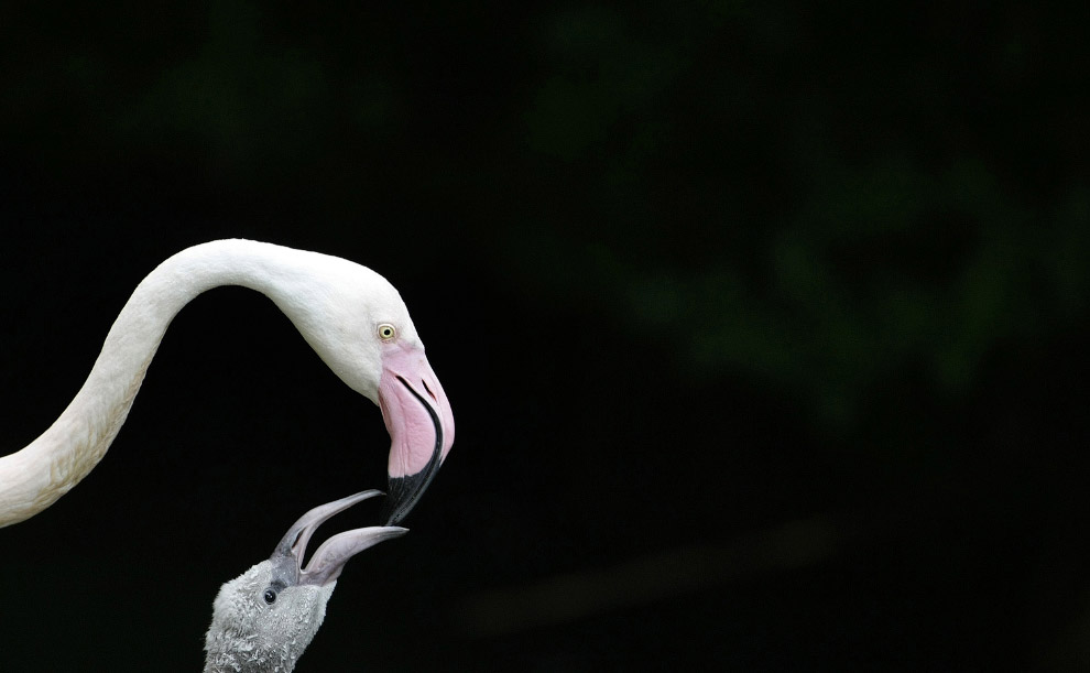 Птенец фламинго