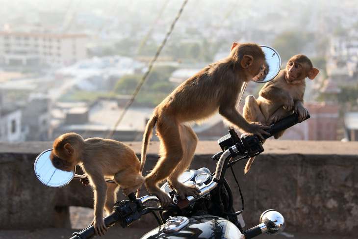 Макаки-мотоциклисты, Раджастхан, Индия