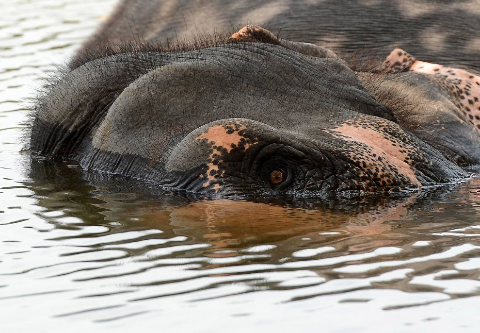 Слон купается на окраине Коломбо, Шри-Ланка