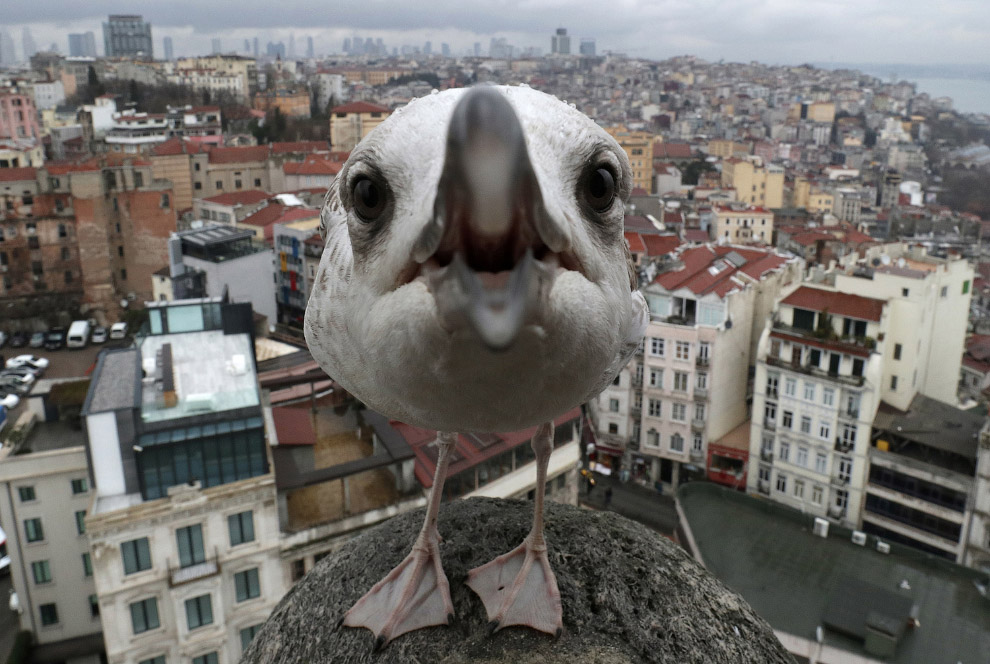 Агрессивная чайка в Стамбуле, Турция