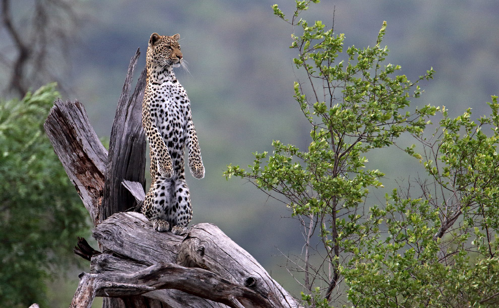 Леопард осматривает окрестности в необычной позе в национальном парке Крюгера, Южная Африка