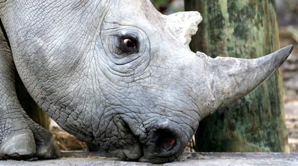 Очаровательный 33-месячный черный носорог около Кейптауна, Южная Африка