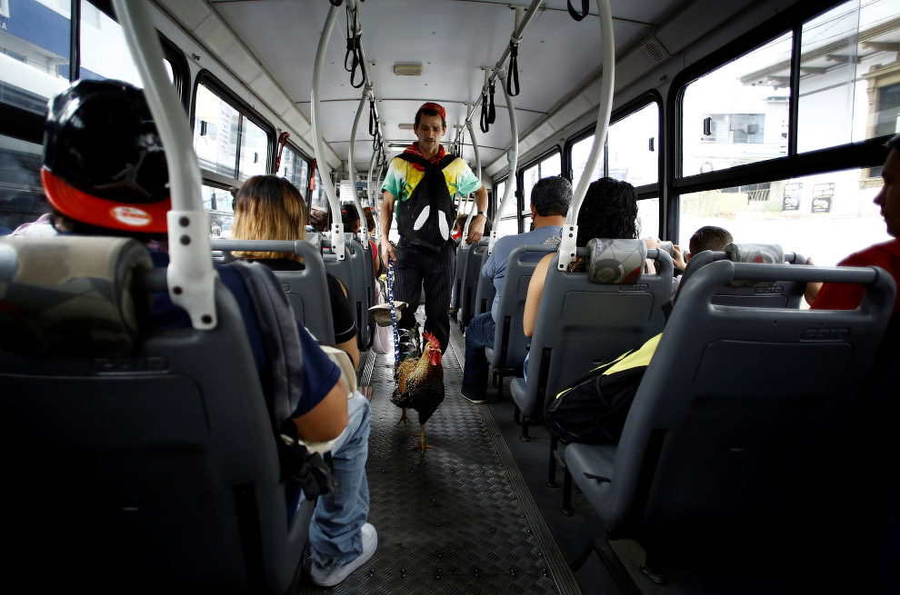 В автобусе петух тоже чувствует комфортно, Коста-Рика