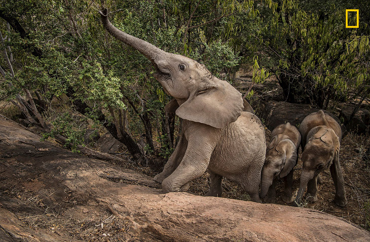 Экосистемные «инженеры»: слоны в Кении