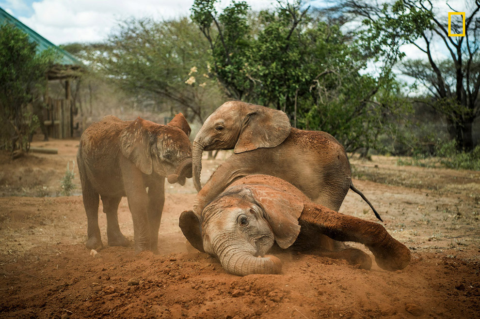 Экосистемные «инженеры»: слоны в Кении