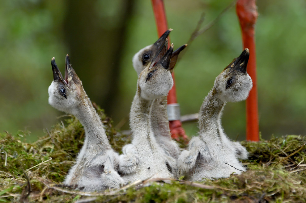 Гнездо аистов в парке на севере Германии